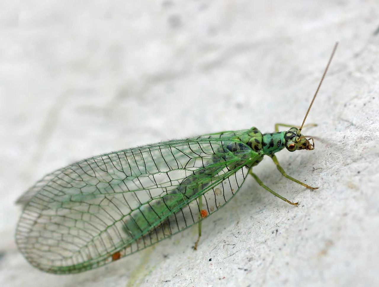 ¿Qué son las crisopas?