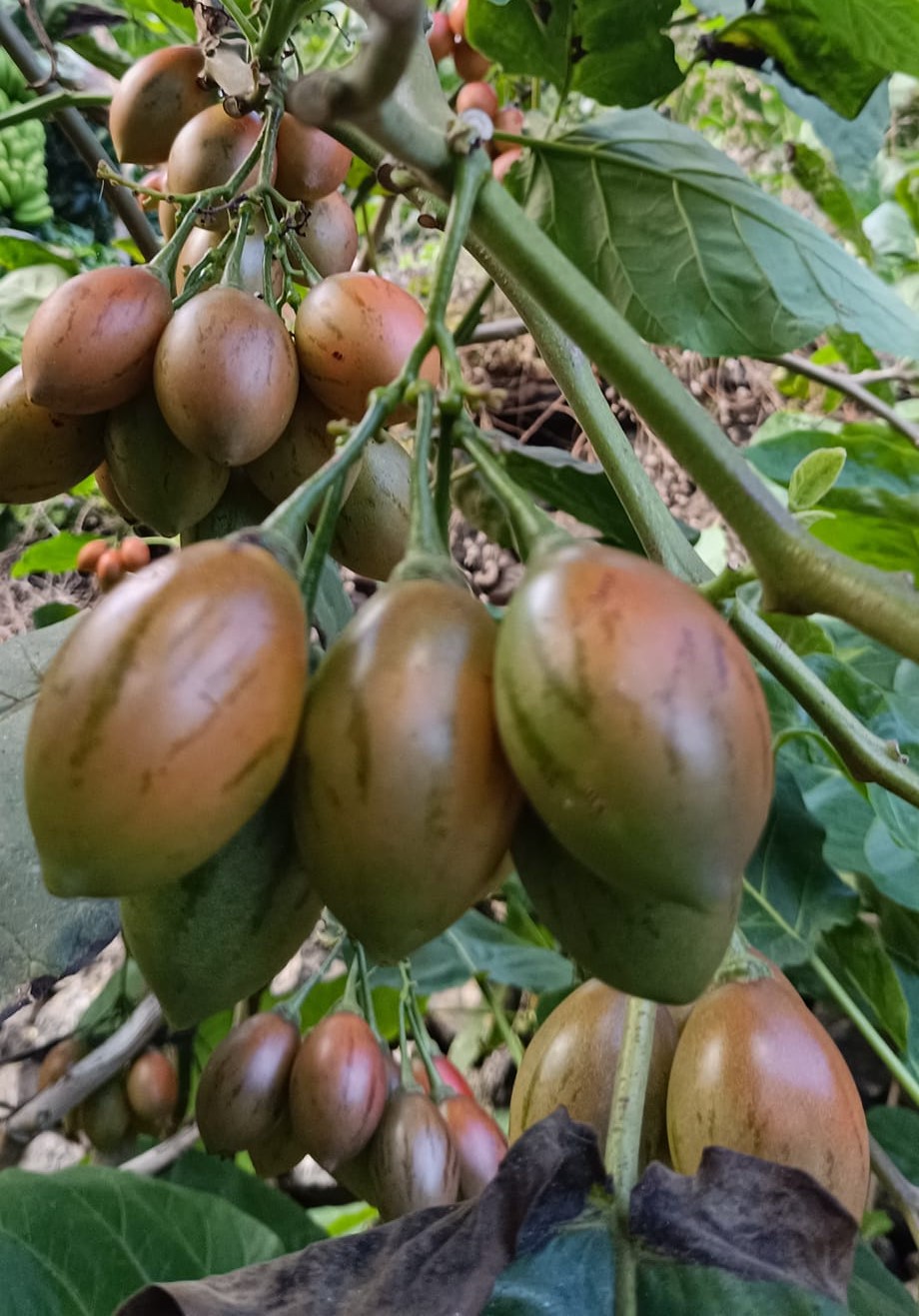 Cultivo Tamarillo, la haciendita de El Carmen, La Palma