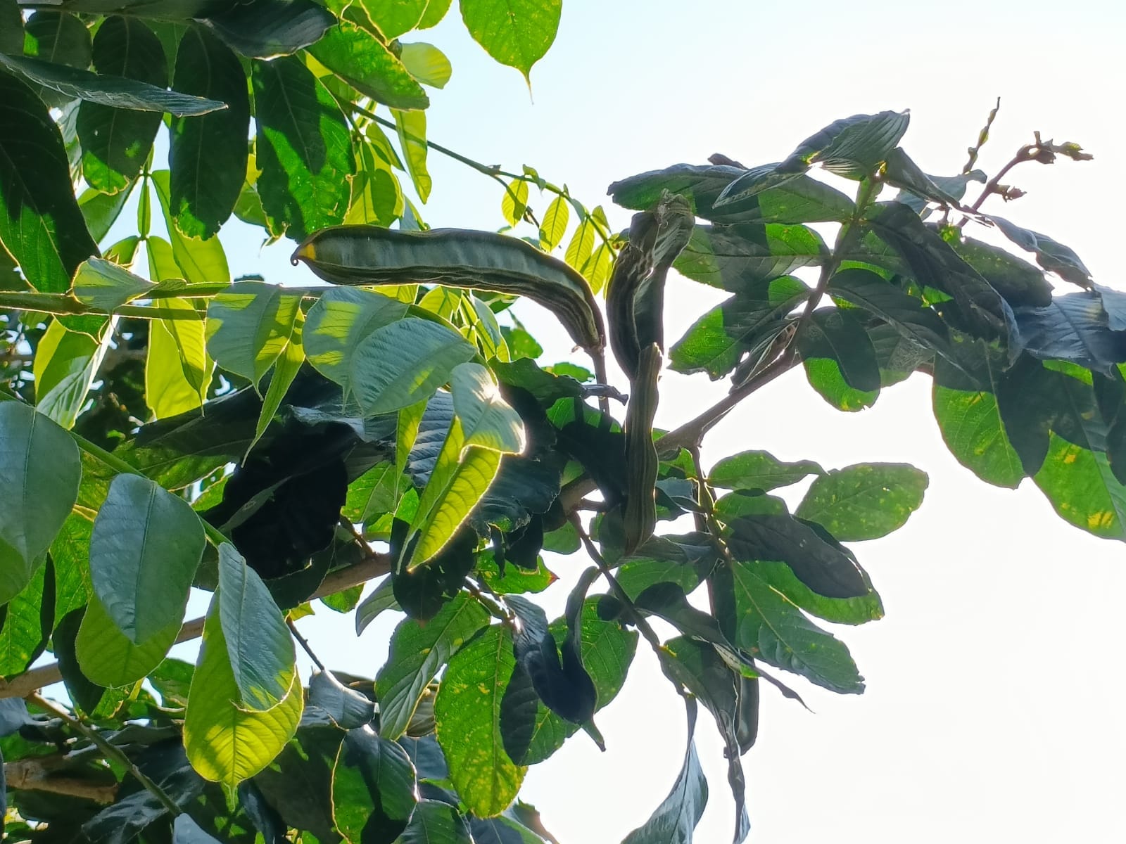 Cultivo de guama en La Haciendita de El Carmen, La Palma
